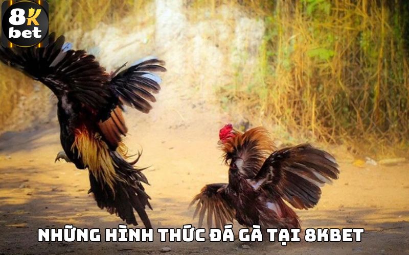 Những hình thức đá gà tại 8Kbet  