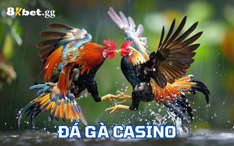 Đá gà casino là một dạng giải trí đặc biệt