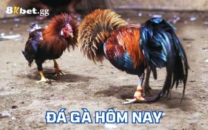 Đá gà hôm nay mang nhiều thông tin cần thiết